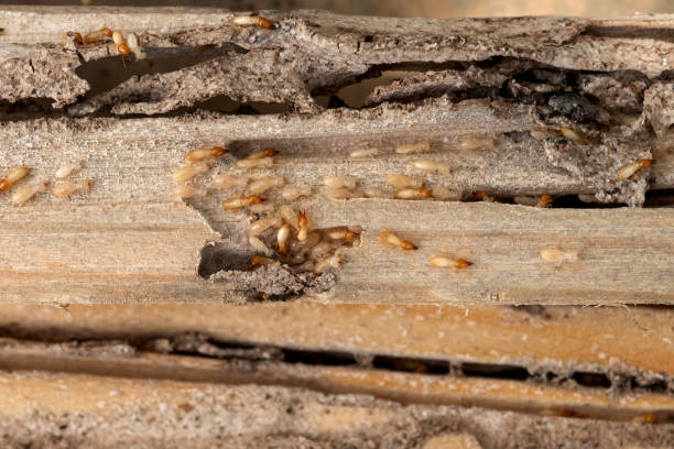 Best Pest Removal Services  in Harahan, LA