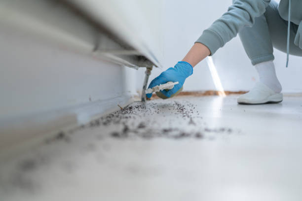 Best Ant Control Services  in Harahan, LA
